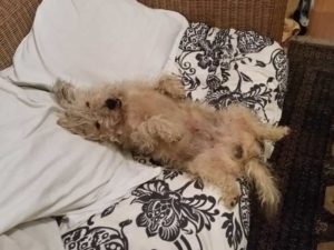 Sleep better with Meditation